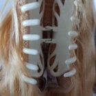 Treska Kucyk naturalny Leticiana by Nessaja jasny blond